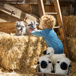 Aiden The Angora Goat